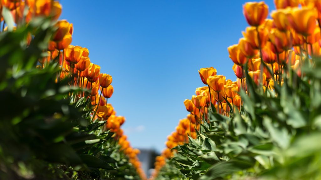 Two rows of flowers that become blurry in the distance; a representation of bokeh in photography. 